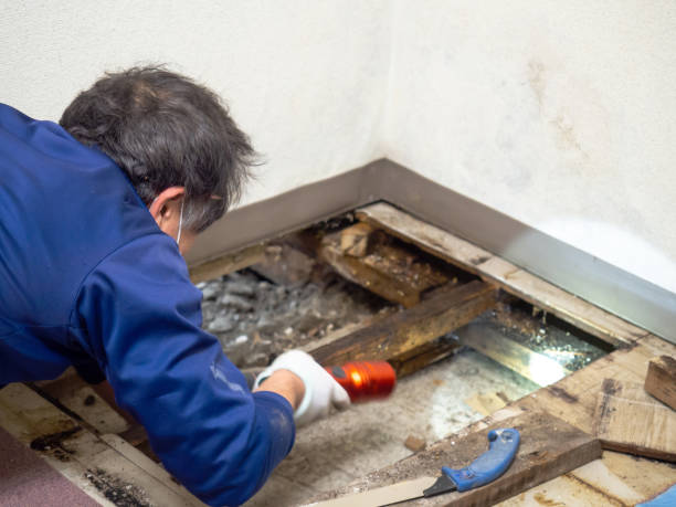Best Black Mold Removal  in Bartonsville, MD