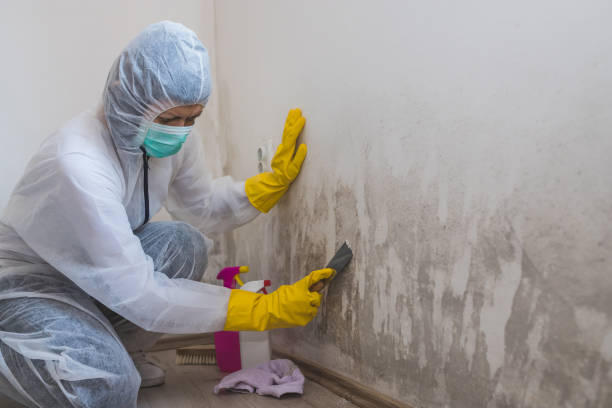 Best Black Mold Removal  in Bartonsville, MD