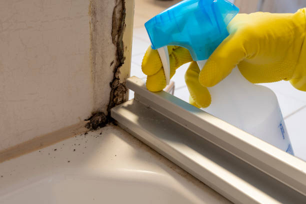 Best Toxic Mold Removal  in Bartonsville, MD