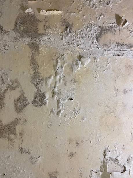 Best Attic Mold Removal  in Bartonsville, MD
