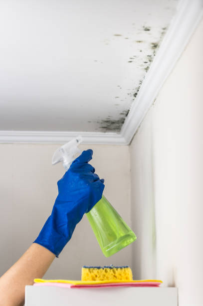 Best Fast Mold Removal  in Bartonsville, MD